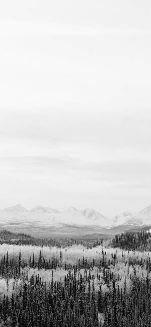 OLED 4K Bosque Nevado — iPhone 13 Pro Max Fondos de pantalla