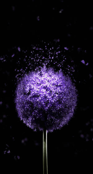 Fondo de pantalla Oled Purple Dandelion