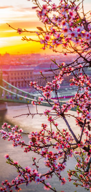 Fondo de pantalla Oneplus Cerezos en Flor — iPhone 16 Pro Max Fondos de pantalla