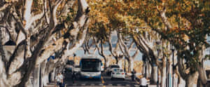 Otoño,Sicómoro,Paisaje,Hora Dorada,Tranquilo,Cinematográfico,Naturaleza,Calle,Pintoresco,Camino