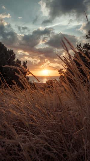 Horizonte,Fondo,Cálido,Sueño,Exterior,Tarde,Cielo,Sol,Campo,Pasto,Pradera,Paisaje,Naturaleza,Naturaleza 4k,Atardecer,Estética de Atardecer,Escena Natural,Amor por la Naturaleza — 1440x2560 Fondos de pantalla