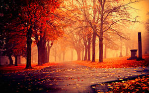 Camino rural rodeado de árboles rojos y hojas caídas, fondo de ensueño y escénico. — Otoño Fondos de pantalla