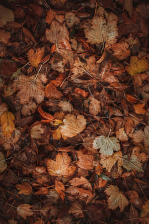 Fondo de otoño — Vivo Pad Fondos de pantalla