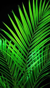 Hojas de palmera verde neón iluminadas sobre fondo negro. — iPhone 5 Fondos de pantalla