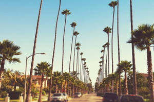 Fondo de pantalla de palmeras altas en Sunset Boulevard