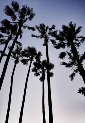 Fondo de pantalla con sombra de imponentes palmeras mexicanas bajo el cielo oscuro — Oppo Pad 4 Pro Fondos de pantalla