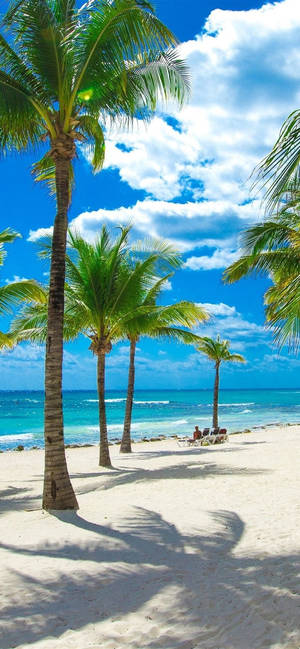 Palmeras de Coco en la Orilla de la Playa en 4K para iPhone