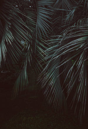 Fondo de pantalla de palmeras de hojas plumosas en selva verde oscuro. — Oppo Pad 5 Fondos de pantalla