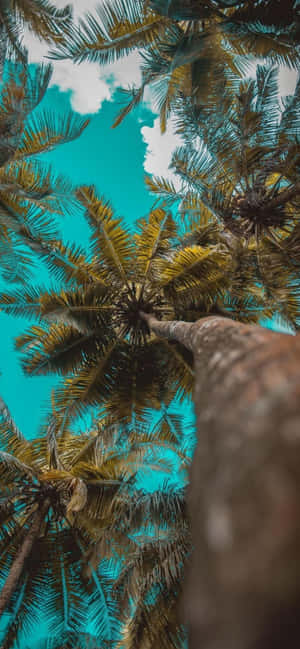 Fondo para iPhone 12 Pro — Xiaomi 15S Pro Fondos de pantalla
