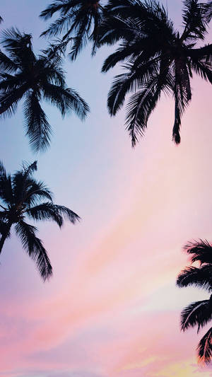 Fondo de Pantalla de Palmeras para iPhone XS