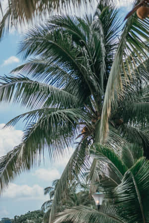 Palmeras que alcanzan el cielo — Oppo Pad Mini Fondos de pantalla