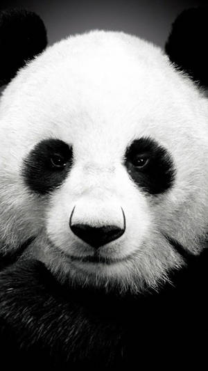 Panda Gigante iPhone 6 — iPhone 6 Fondos de pantalla