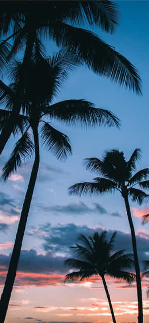 Palmera iPhone — Floral iPhone Fondos de pantalla