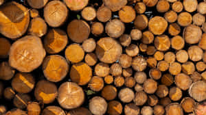 tronco,colores,extremo,fuego,grano,material,áspero,redondo,sección,existencias,anual,industrial,montón,pila,superficie,madera,corte,pino,rural,tronco — Fuego Fondos de pantalla
