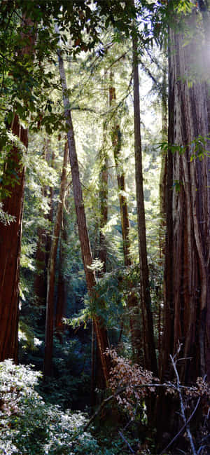 Bosque Denso de Madera del Parque Nacional Redwood — Galaxia A27 Fondos de pantalla