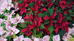 Fondo de pantalla de pascuas rosas y rojas — Studio Display Fondos de pantalla