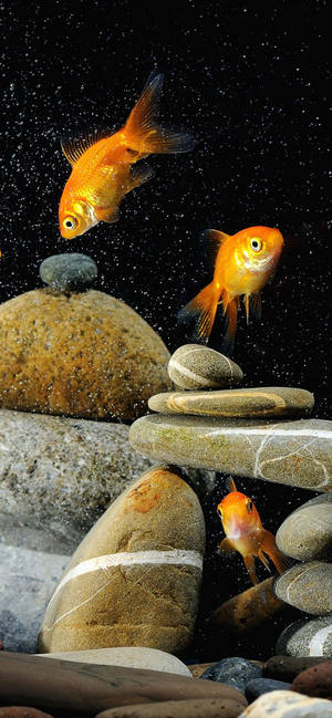 Fondo de pantalla móvil Peces Dorados y Rocas — iPhone 14 Pro Max Fondos de pantalla