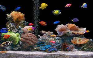 Fondo de pantalla de peces geniales en el acuario