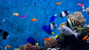 Fondo de pantalla de peces geniales en el océano azul profundo