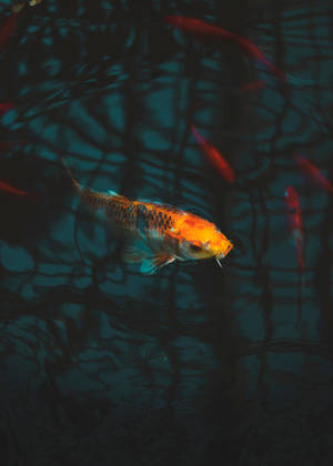 Fondo de pantalla Pez Koi en el Acuario — Pez chido Fondos de pantalla