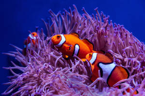 Fondo de pantalla de peces payaso geniales