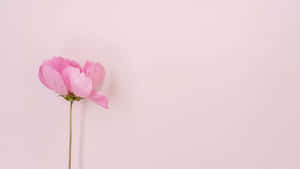 Fondo de pantalla estético rosa claro para computadora