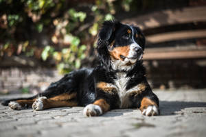 Perro Bernés Lindo Bajo el Sol — Perro lindo Fondos de pantalla