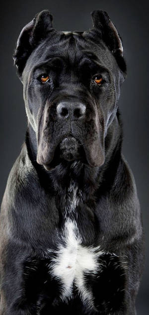 Fondo de pantalla de perro Cane Corso guapo — iPhone 17 Pro Max Fondos de pantalla