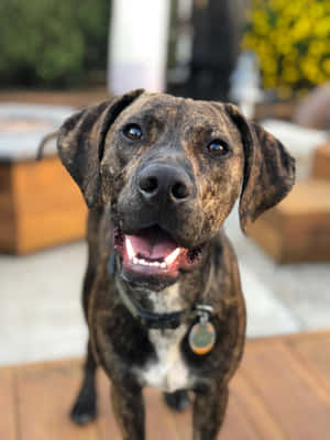 Fotos de Perro Catahoula — iPad Pro 13 Fondos de pantalla