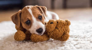 Imágenes de Perros Pequeños — Perro Fondos de pantalla