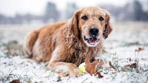 Fondo de pantalla de perro jugando en invierno