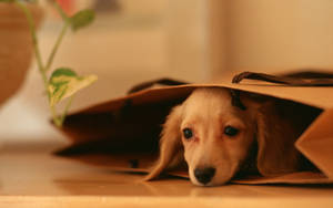 Perro Lindo Dentro de Bolsa Marrón — Perro lindo Fondos de pantalla