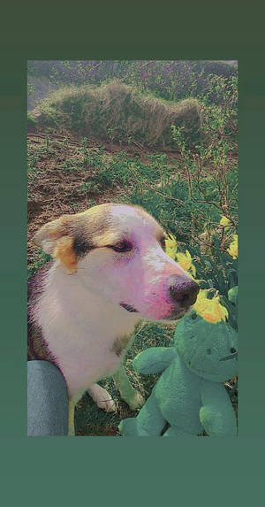 Perro Lindo Estética Indie Kid — Estética de chico indie Fondos de pantalla