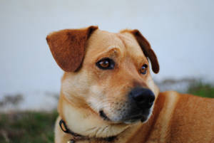 Perro lindo mirando de lado — Perro lindo Fondos de pantalla