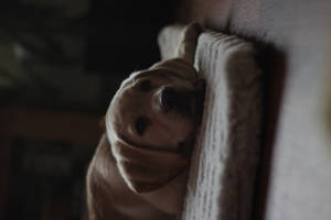 Perro Lindo Sobre Cojín Blanco — Perro lindo Fondos de pantalla