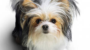 Perro Lindo Terrier Tricolor — Perro lindo Fondos de pantalla