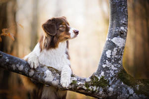 Perro Lindo Trepando un Árbol — Perro lindo Fondos de pantalla