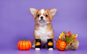 Perro Lindo y Estético de Halloween — Estética linda de halloween Fondos de pantalla