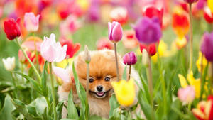 Perro Pomerania Primavera Lindo