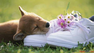 Perro Primavera Lindo en Zapatos