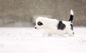 Perro de invierno — Perro Fondos de pantalla