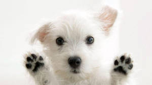 Perro Terrier Blanco Lindo Escritorio — Lindo escritorio Fondos de pantalla