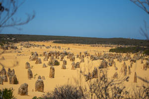 Fondo de pantalla del Parque Nacional Yanchep en Perth — Amanecer Fondos de pantalla