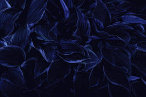 Pétalos Secos Estética Azul Oscuro HD — Azul oscuro estético Fondos de pantalla