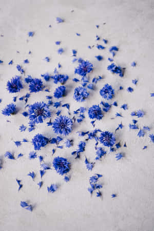 Pétalos Triturados de Flores Azules para Teléfono — Flores Fondos de pantalla