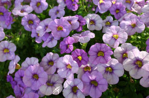 Petunias bajo rayos de sol intensos