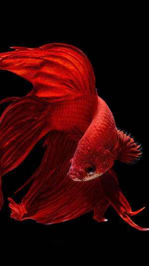 Fondo de pantalla Pez Dorado Estilizado Oled