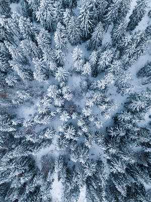 Fondo de pantalla de iPad con Pinos de Invierno