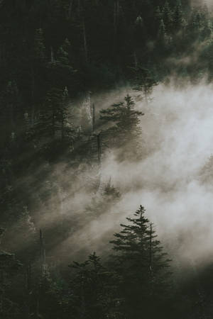 Pinos en las Montañas Humeantes — Bosque brumoso Fondos de pantalla