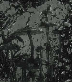 Fondo de pantalla de pintura en blanco y negro de un hongo. — Galaxy Z Fold 6 Fondos de pantalla